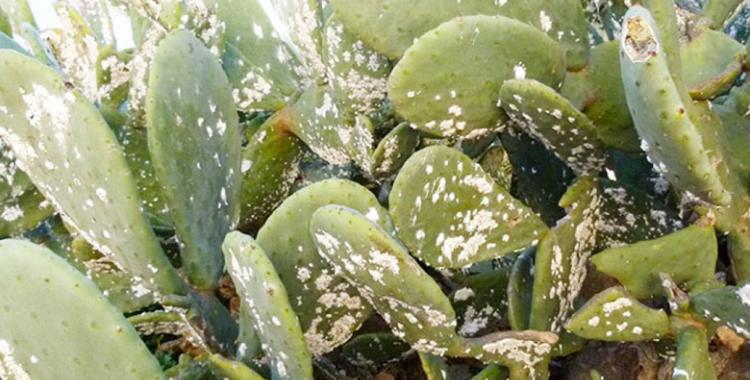 




29/05/2023 | Figues de Barbarie: Des coccinelles mexicaines pour lutter contre la cochenille


