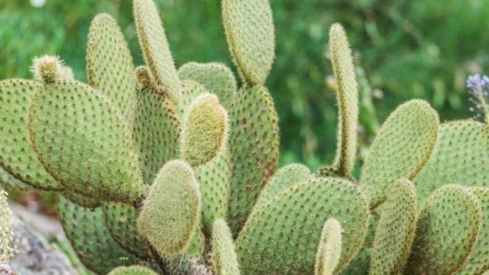 13/08/2021 | Guelmim: Plantation de 48.000 ha de cactus résistant à la cochenille