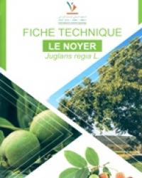 Fiche technique: Le Noyer Juglans regia L.