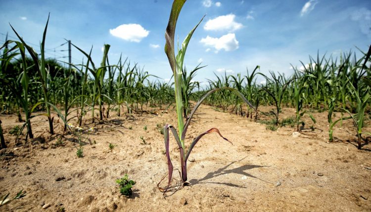 30/05/2022 | Agritech : L’adaptation au réchauffement passe par l’amélioration génétique