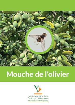 Mouche de l'olivier Bactrocera oleae Gmelin