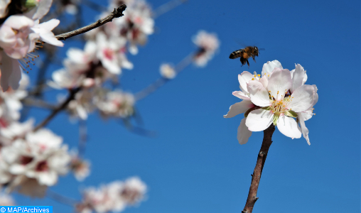28/05/2021 | Les abeilles, ces pollinisateurs indispensables à la sécurité alimentaire