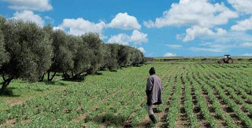 11/08/2021 | L'agropôle de Béni Mellal permettra de dynamiser la région