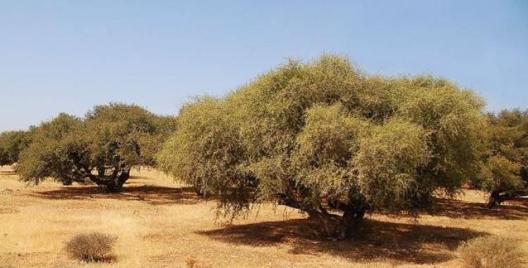 




26/05/2023 | Arganiculture, une avancée majeure : le Maroc mise sur six nouvelles variétés et un…


