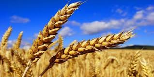 




26/08/2019 | 1 DH investi rapporte 34 DH pour le blé dur


