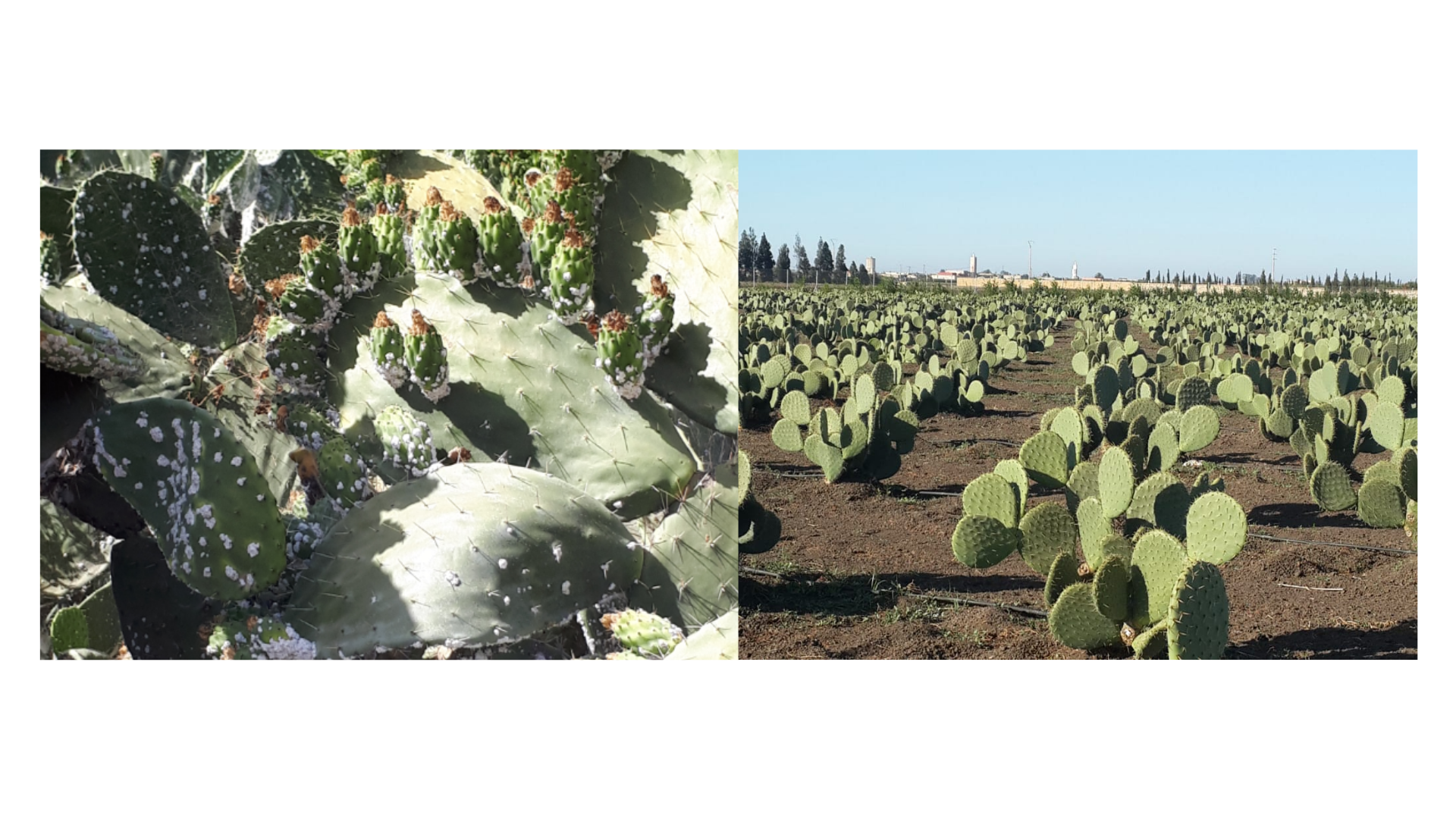 11/02/2021 | Cochenille : Identification de 8 variétés de cactus résistantes