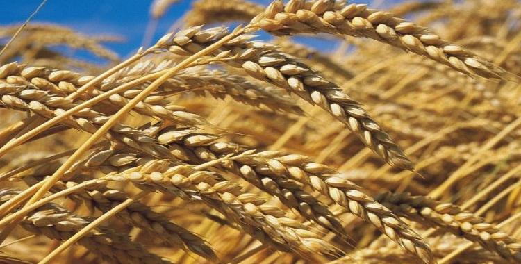 




16/03/2023 | Le Maroc développe de nouvelles variétés de céréales plus résistantes à la sécheresse


