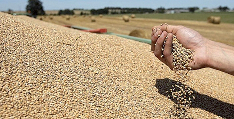 




28/11/2018 | Rencontre maroco-allemande à Kénitra sur la filière céréalière : La qualité du blé au…


