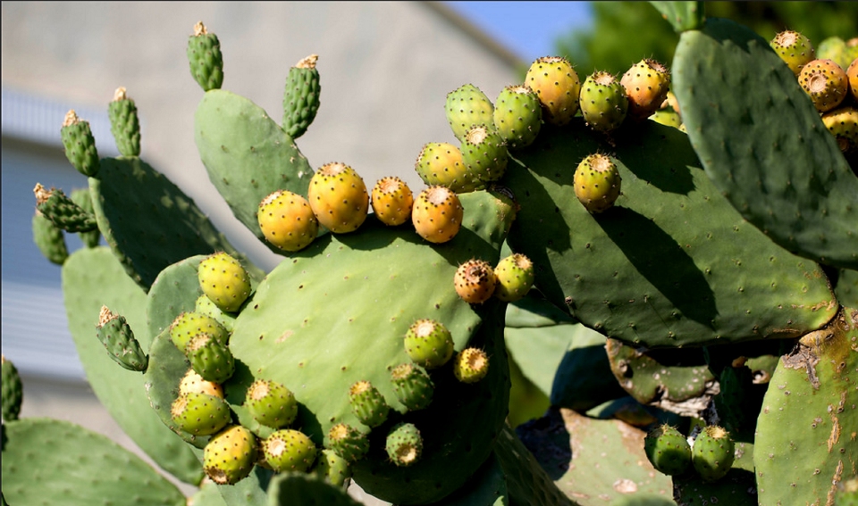 22/06/2021 | Filière cactus: la lutte contre la cochenille se poursuit