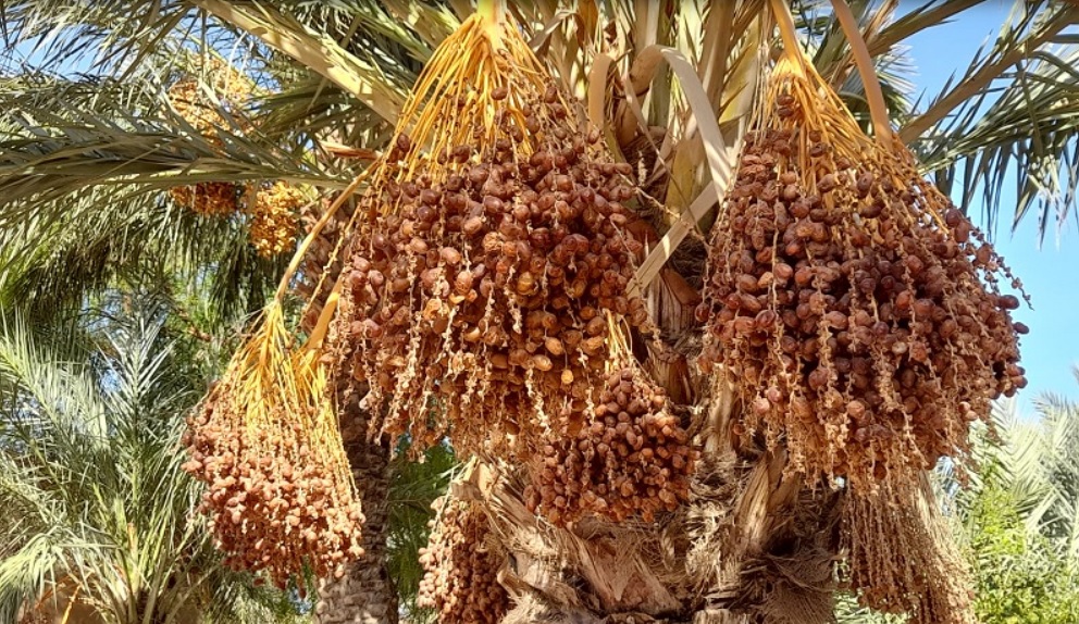 31/10/2022 | Brahim Hafidi: “le Maroc deviendra un gros producteur de dattes en 2030 avec 300.000 T…