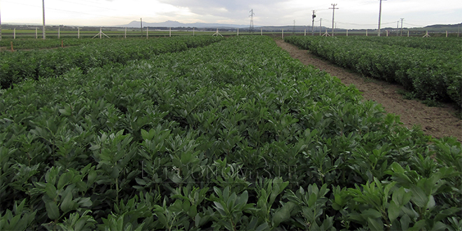 14/04/2021 | Technologies agricoles: L’INRA sensibilise les professionnels de Moulay Yacoub