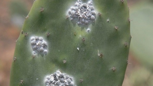 02/06/2021 | Cochenille du cactus (vidéo) : l’INRA invité sur 2M