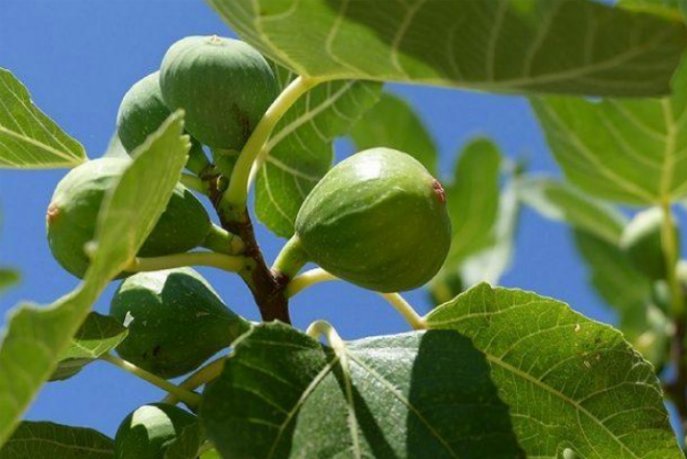 




15/10/2019 | Le Maroc 4ème producteur mondial des figues


