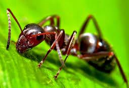 26/06/2018 | Une nouvelle espèce de fourmi découverte dirigé par l'équipe d'entomologie…