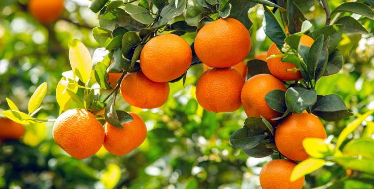 




06/02/2023 | Nadorcott : l'étonnante histoire d'une mandarine marocaine très convoitée


