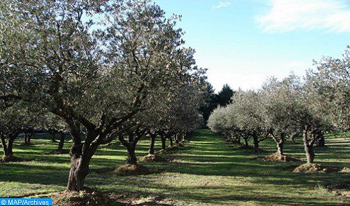 




12/12/2022| Le CRRA de Tanger pleinement engagé pour le développement de l’innovation agricole


