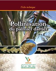 Pollinisation du palmier dattier