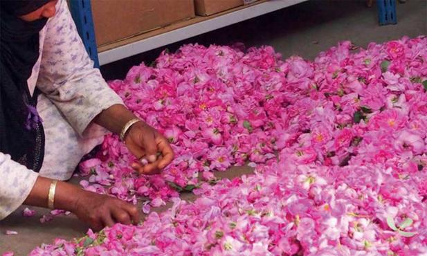




29/04/2019 | Comment la valorisation de la rose à parfum peut contribuer au développement local



