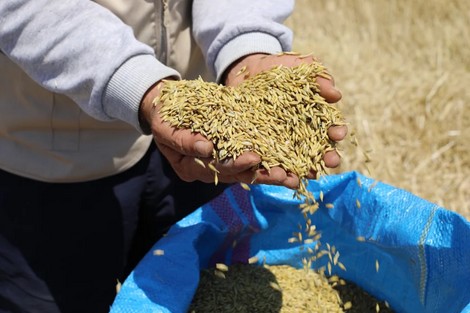 23/04/2020 | La technique du semis direct a eu de bons résultats à Safi pour cette saison agricole…