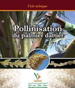 




Pollinisation du palmier dattier



